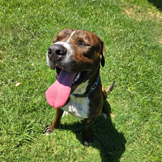 Photo of Moose