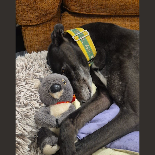Photo of Bear