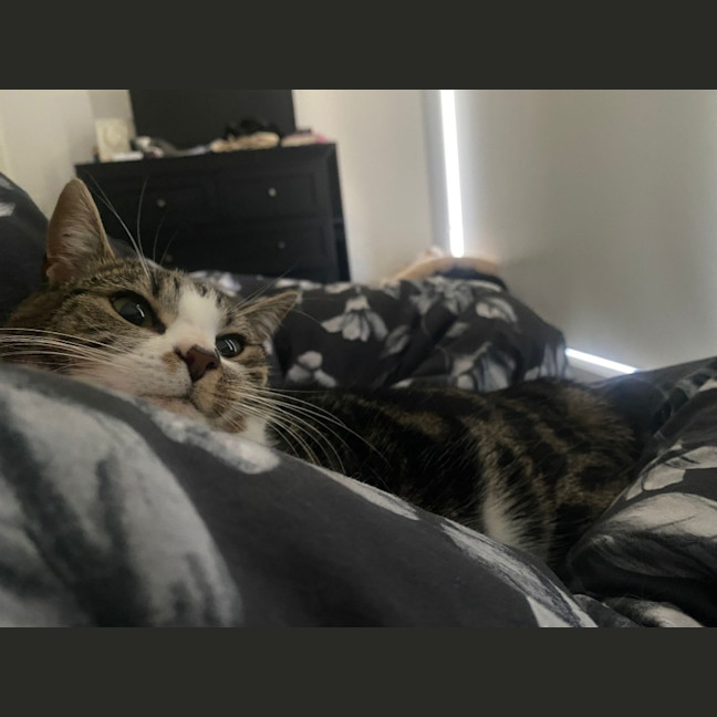 Photo of Blaze