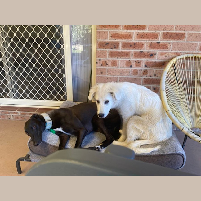 Photo of Missy, They Greyhound