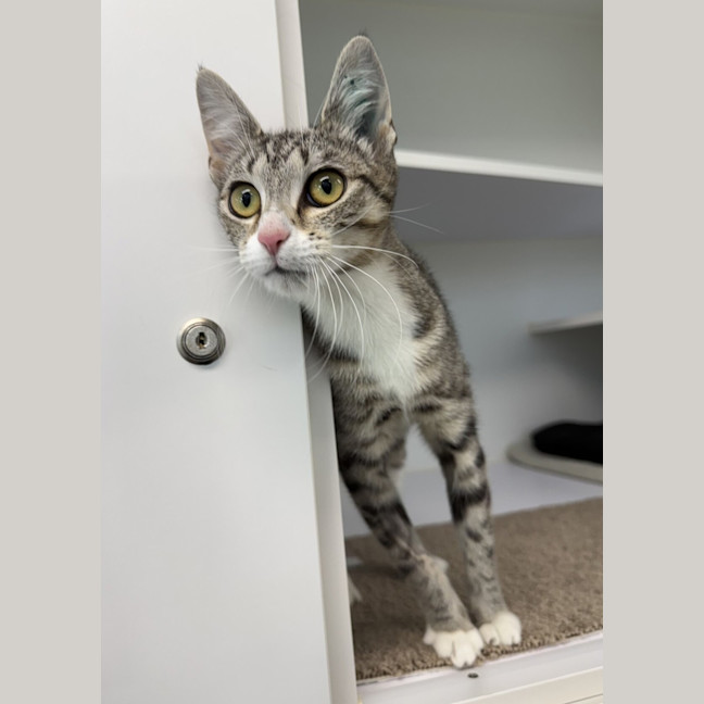 Photo of Pancake