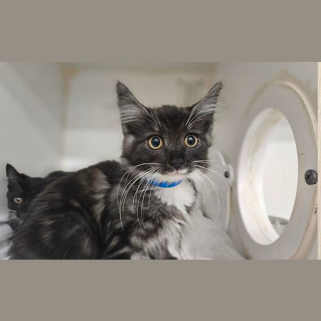 Photo of Smokey