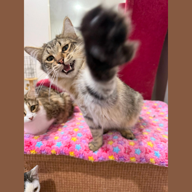 Photo of Chilli