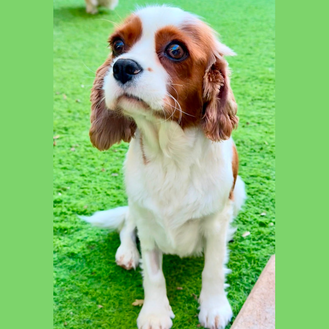 Photo of Riley