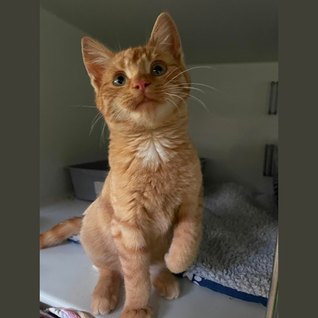 Photo of Gingerbread 