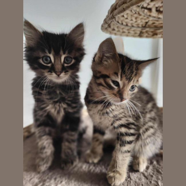 Photo of Beauty Meet Me@Petstock Hastings