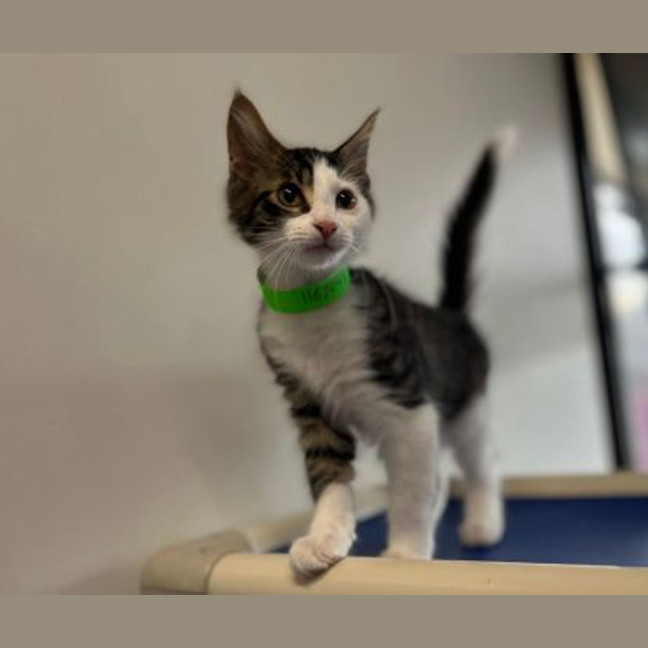 Photo of Splodge