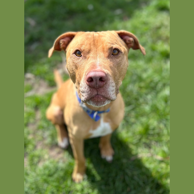 Photo of Romeo