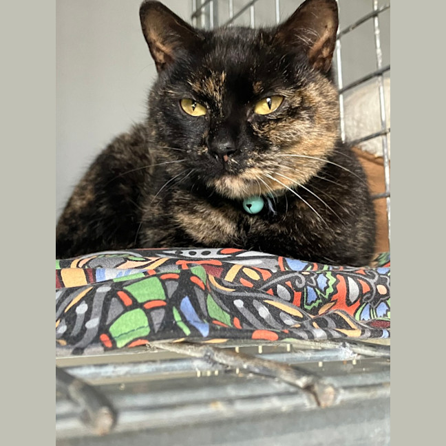 Photo of Peggy (Miss Pippy)