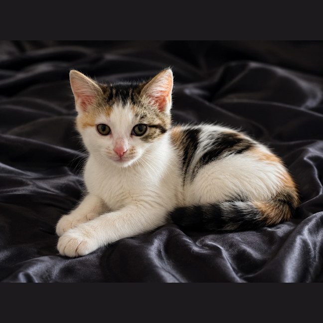 Photo of Narla