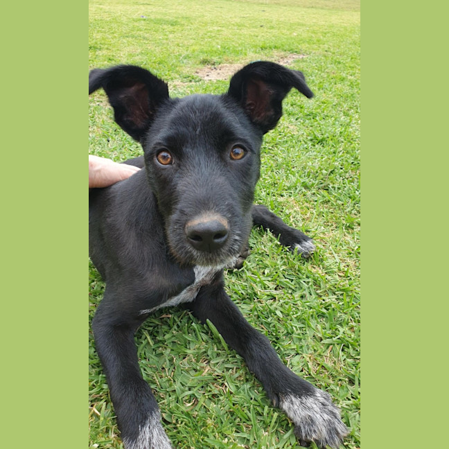 Photo of Scruffy Anne