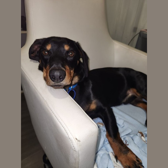 Photo of Rooster   9 Month Old Dachshund X Kelpie