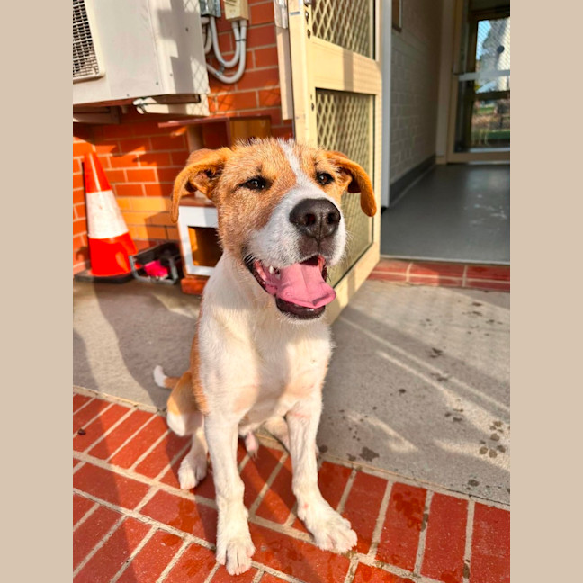 Photo of Junior! 🐶
