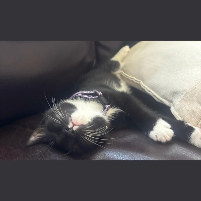 Photo of Oreo & Ivy  3 Month Old Domestic Short Hair 