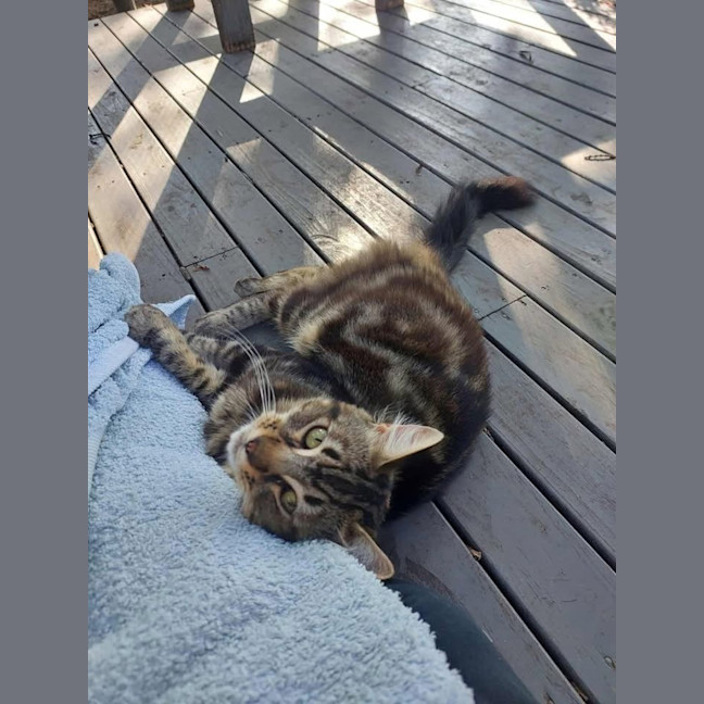 Photo of Mr Tabby Pants