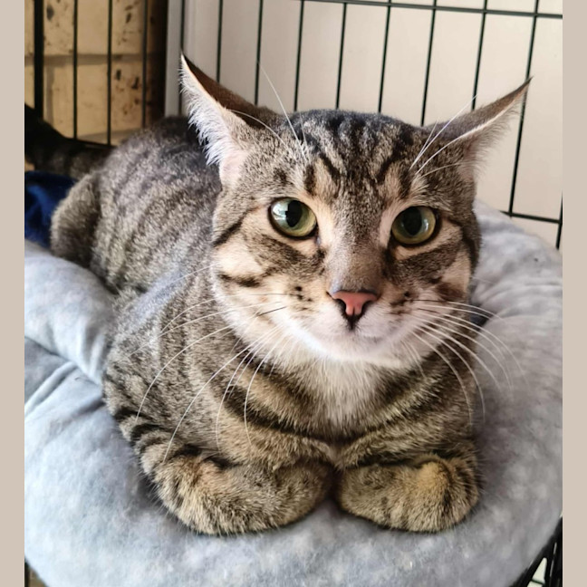 Photo of Niblet