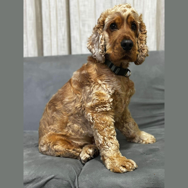 Photo of Alfie  Your New Best Friend! 