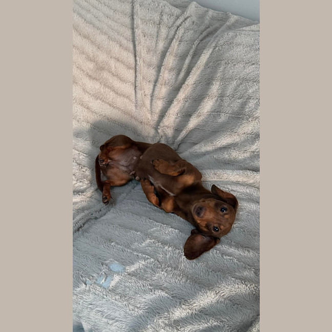 Photo of Hazel ⭐️ 