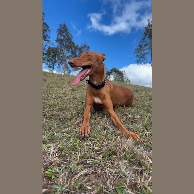 Photo of Sage