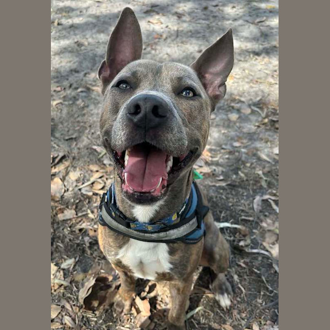 Photo of Odin