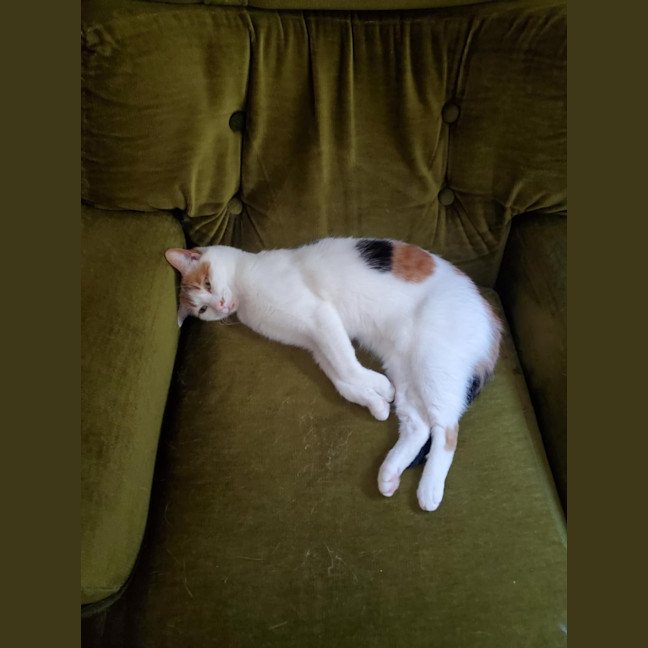 Photo of Hetty   Located In Coburg