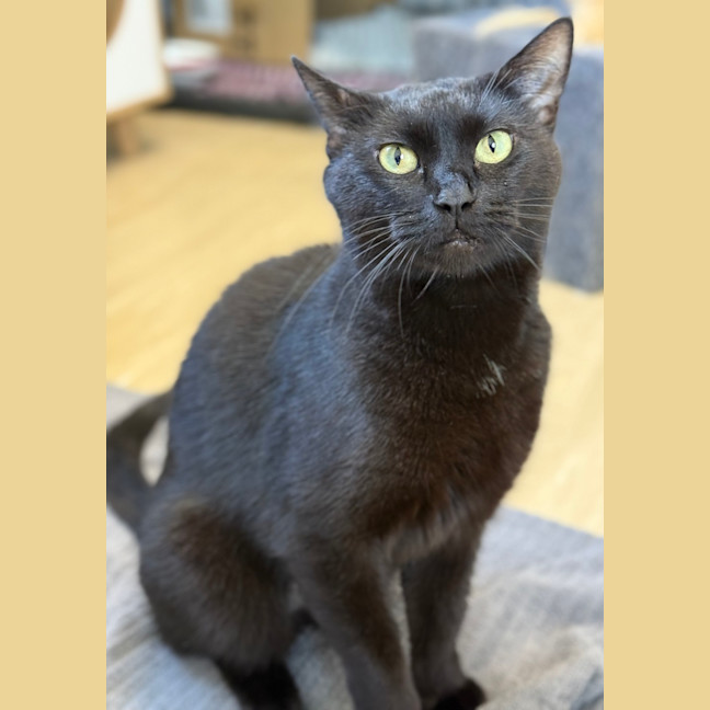 Photo of Cookie