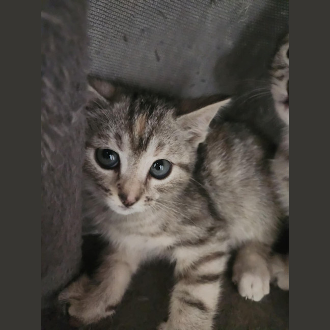 Photo of Blossom