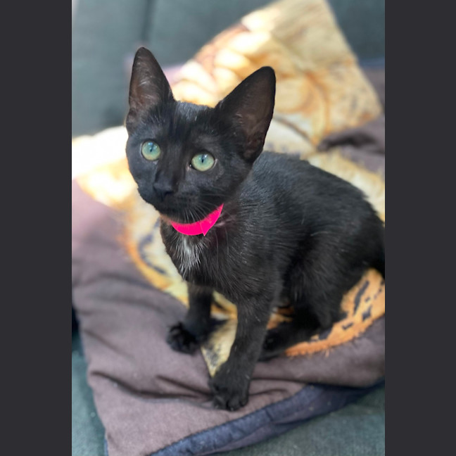 Photo of Einstein (9991)