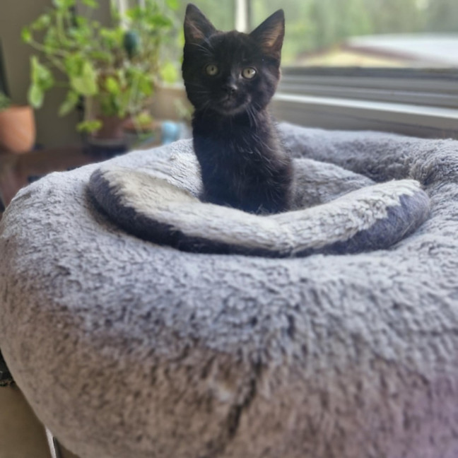 Photo of Huey   Located In Wallan