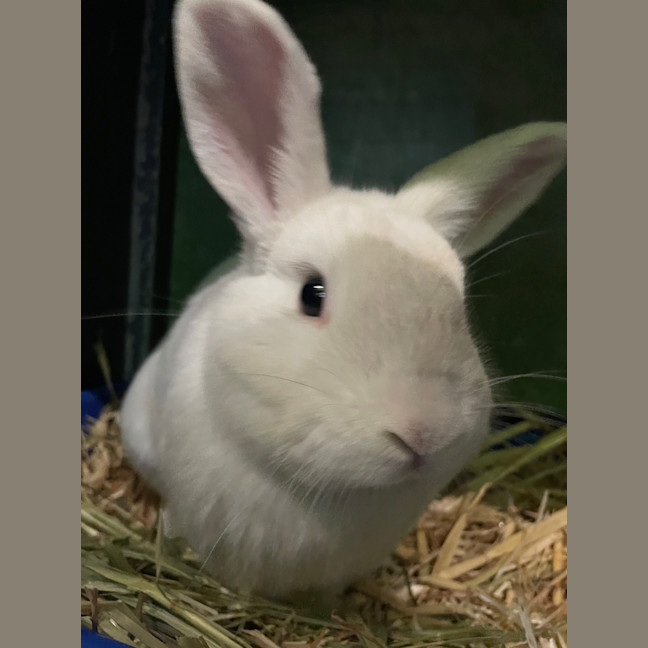 Photo of Stitch