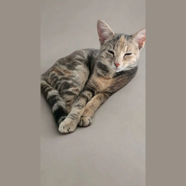 Photo of Peanut