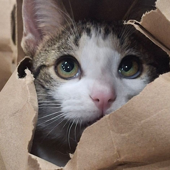 Photo of Mouse