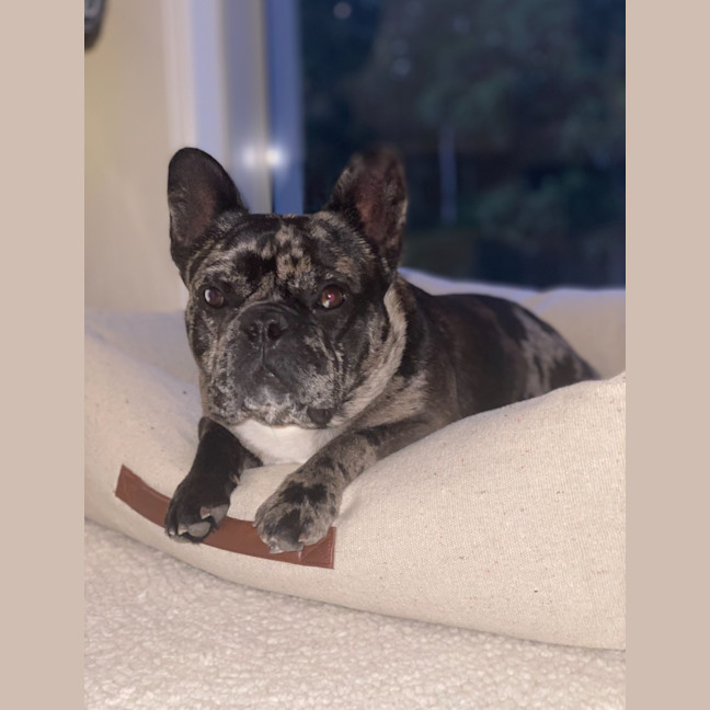 Photo of Shadow   6 Year Old French Bulldog