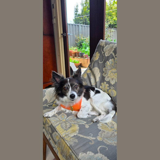 Photo of Littles