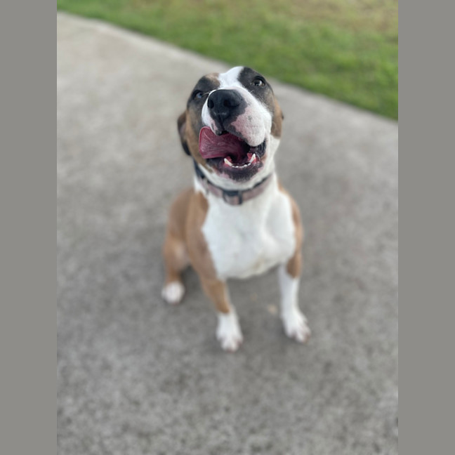 Photo of Maple 
