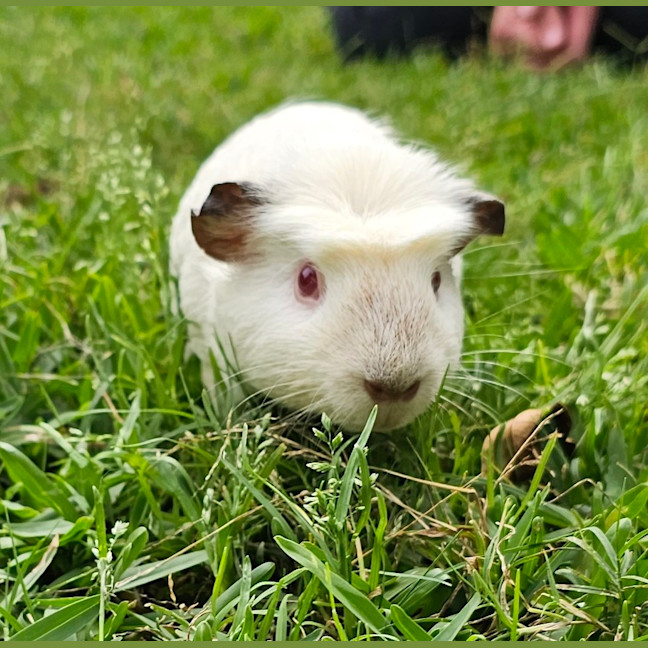 Jorja Female Shorthair Smooth Hair Mix Guinea Pig in QLD PetRescue