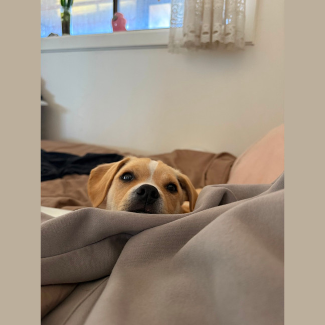 Photo of Colbie   4 Month Old Pug X Cavalier