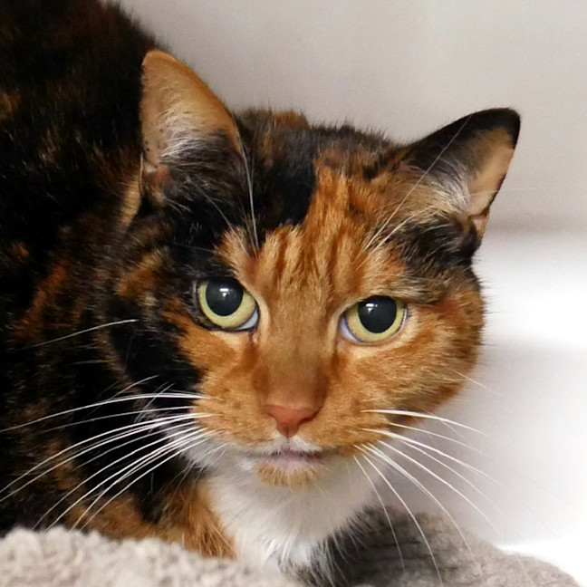 Photo of Nala Rsua004201