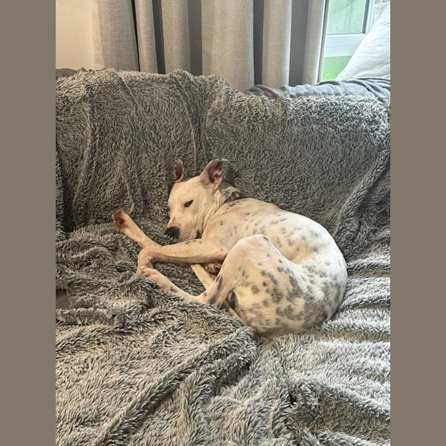 Photo of Sunny   1 Year Old Cattle Dog X