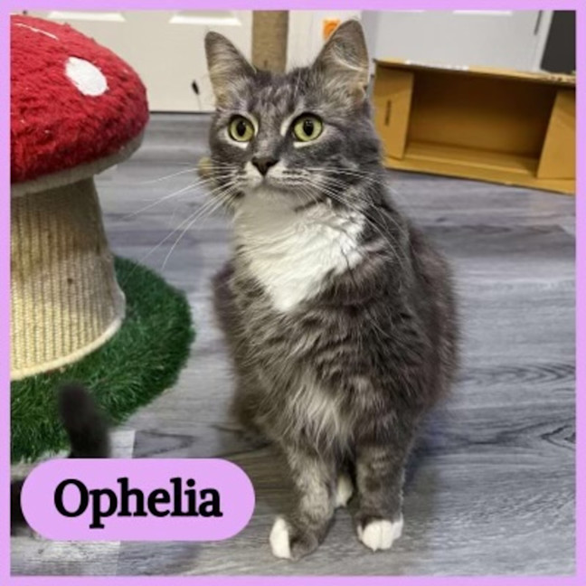 Photo of Ophelia