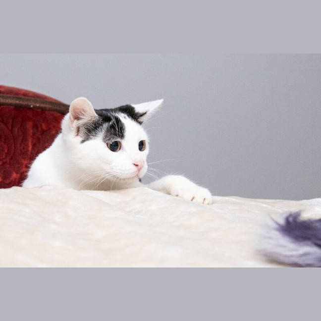 Photo of Luna