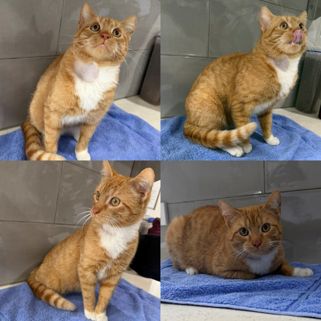 Photo of Cheeto