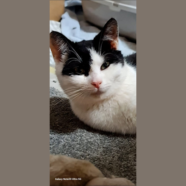 Photo of Meow Meow