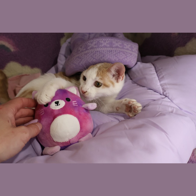 Photo of Miso