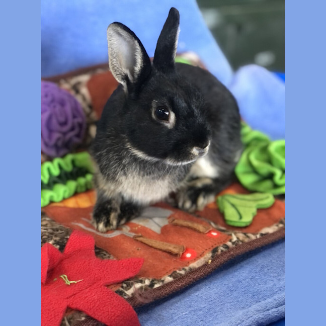 Photo of Snickers