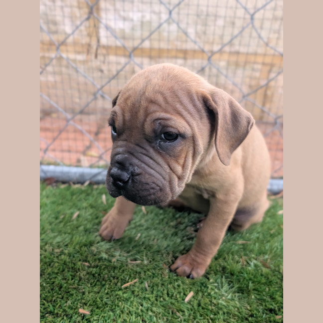 Photo of Buttercup