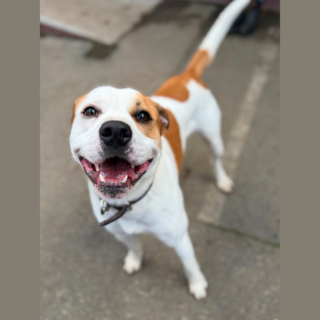 Photo of Dozer