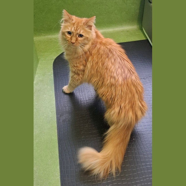 Photo of Tormund (Bonded With Bruce)