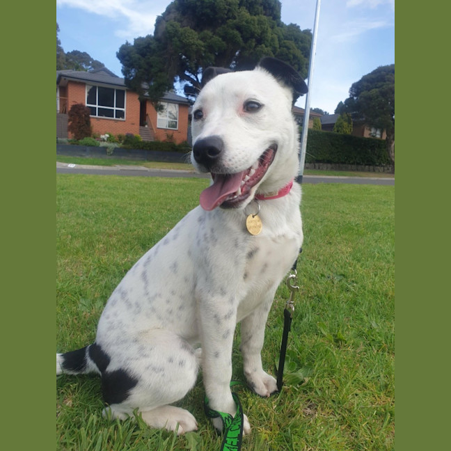 Photo of Moonlight Sparkle