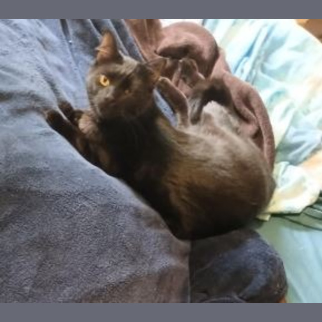 Photo of Shadow